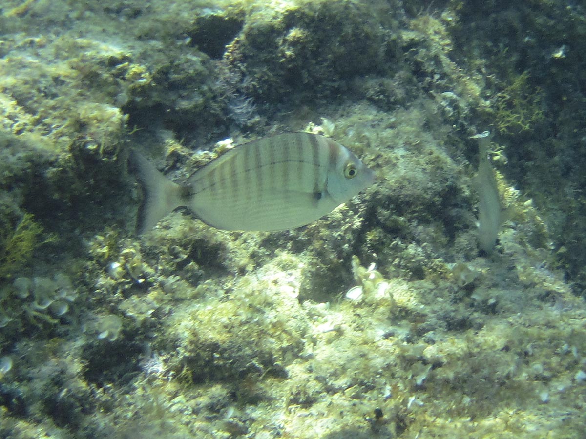  Diplodus puntazzo