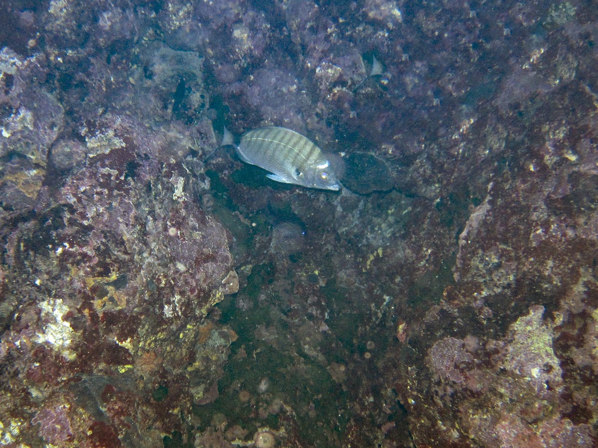  Diplodus puntazzo