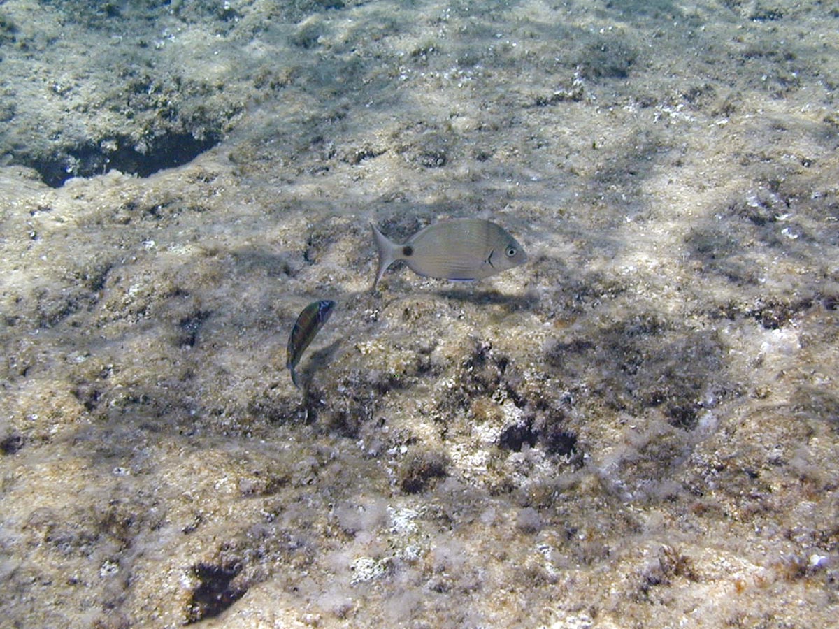  Diplodus sargus