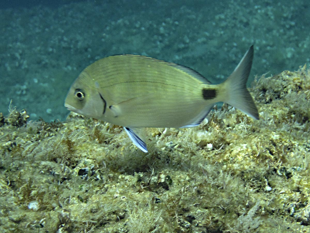  Diplodus sargus