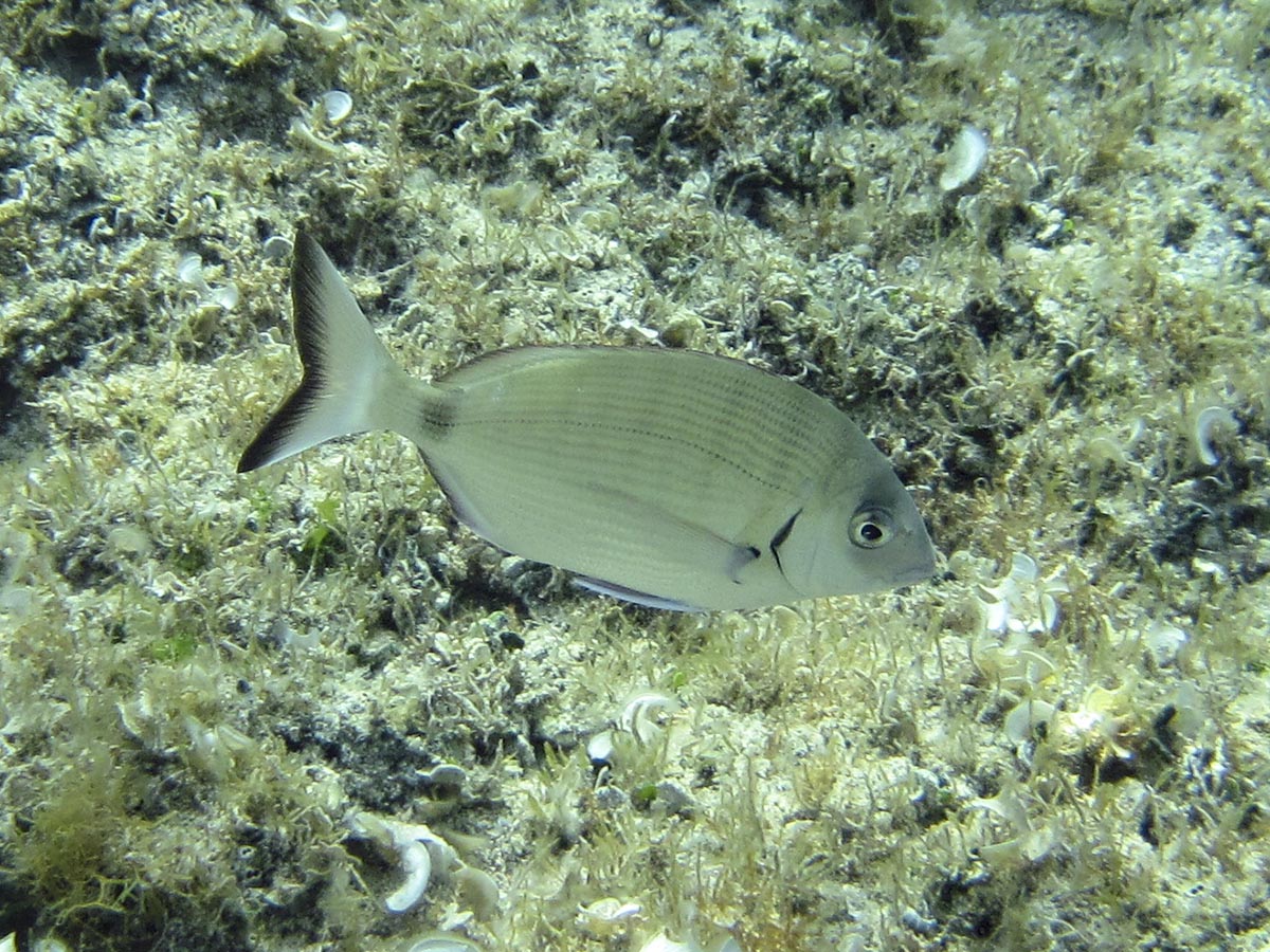  Diplodus sargus