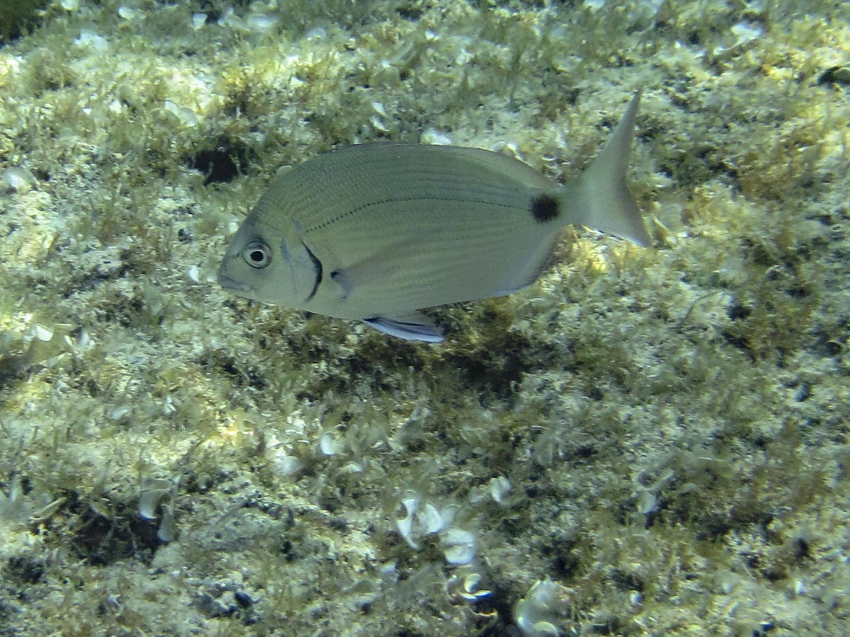  Diplodus sargus