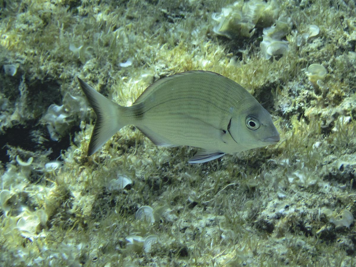  Diplodus sargus