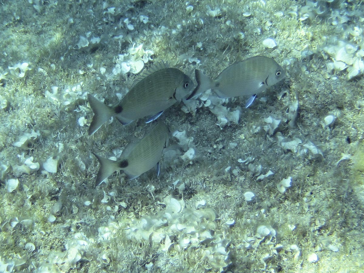  Diplodus sargus