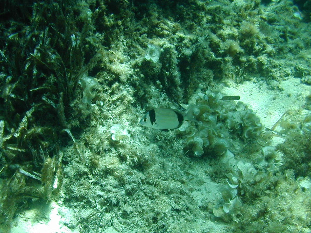  Diplodus vulgaris