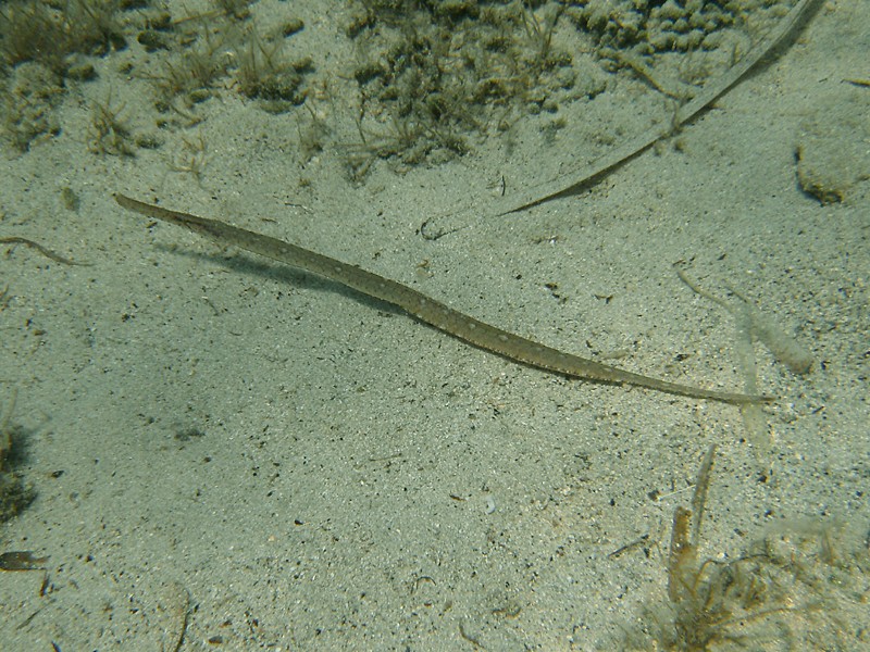  Syngnathus typhle