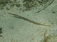 Grasnadel