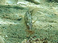 Grauer Lippfisch