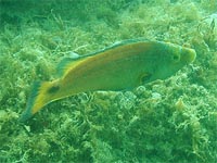 Mittelmeer-Lippfisch