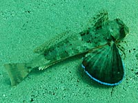 Grestreifter Knurrhahn