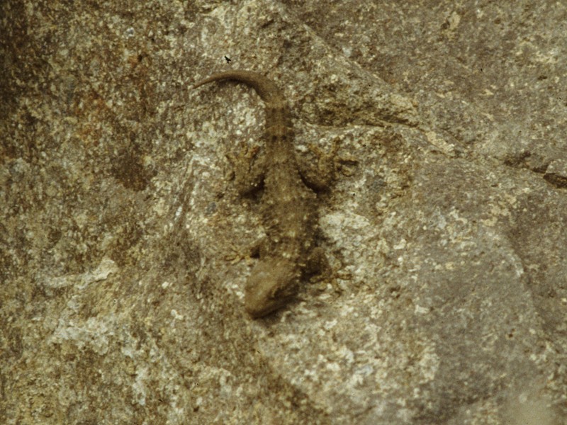 Tarentola mauritanica