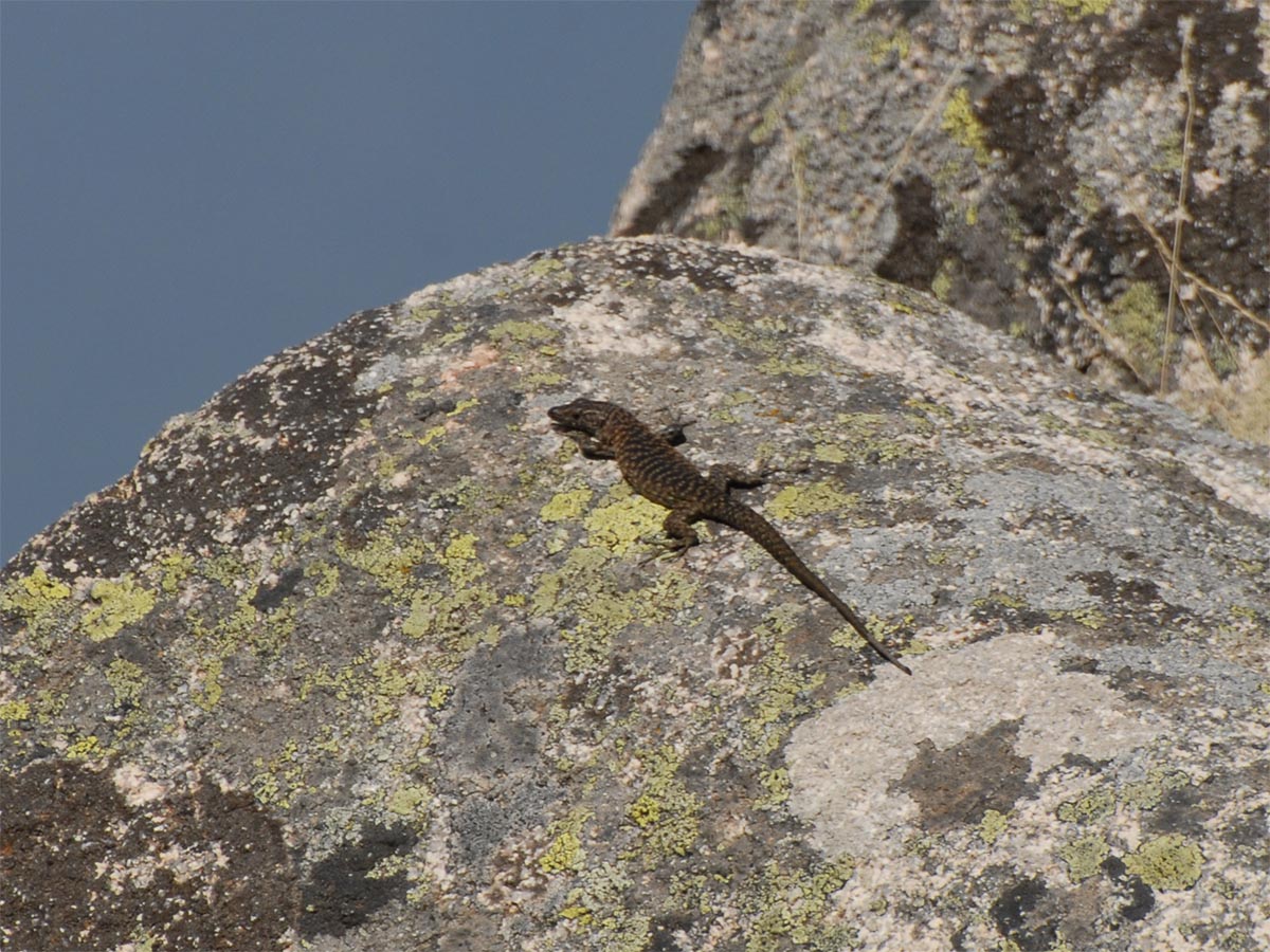 Archaeolacerta bedriagae