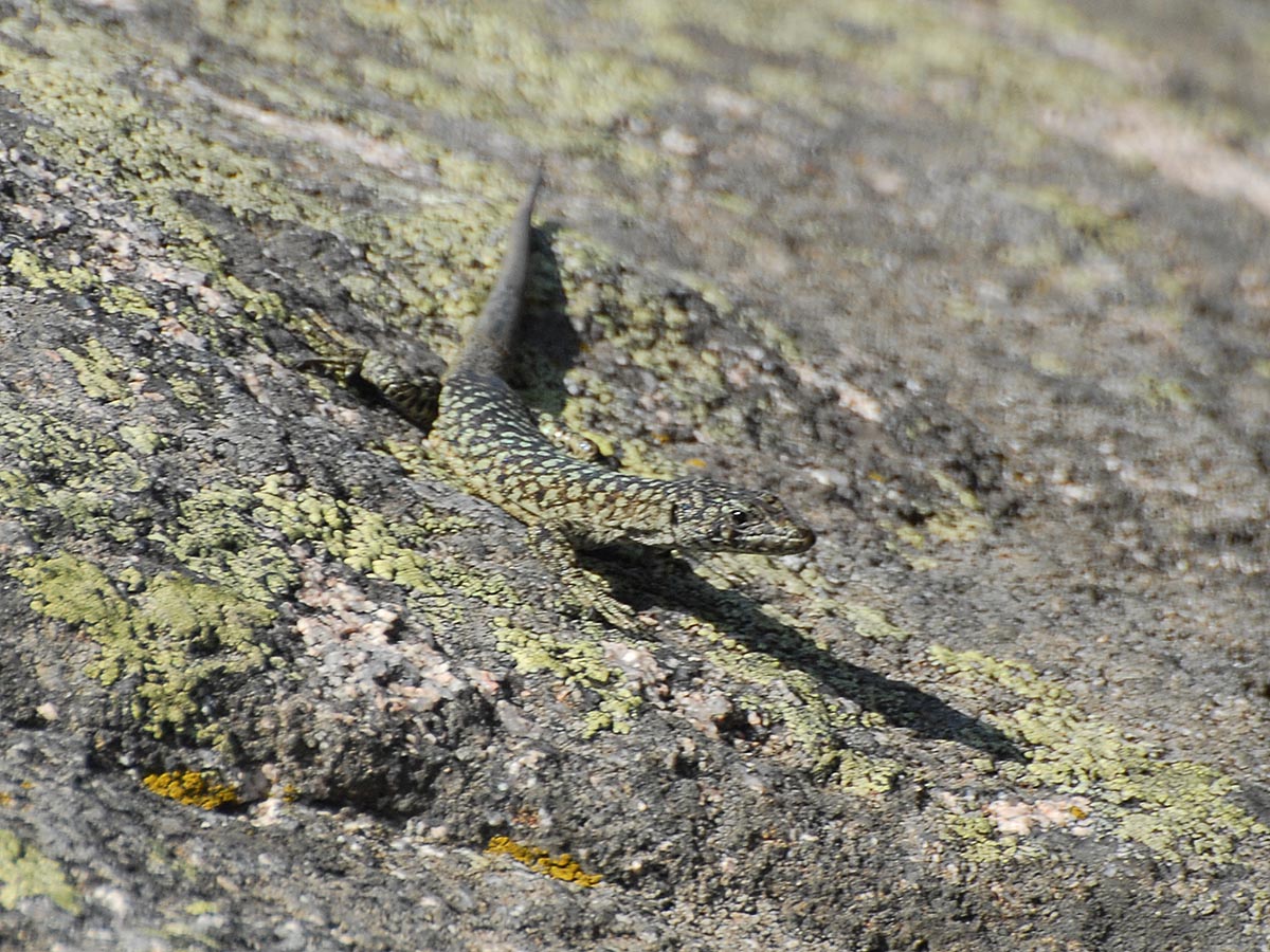 Archaeolacerta bedriagae