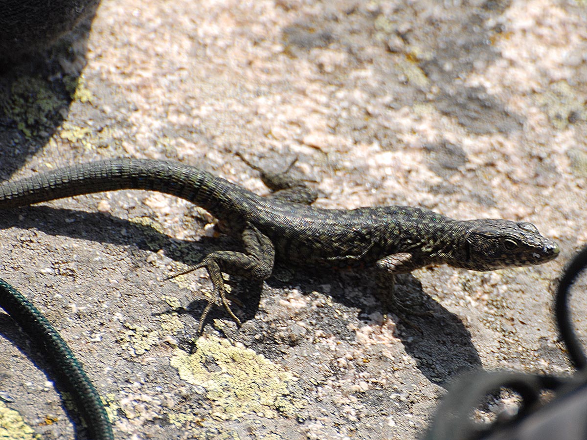 Archaeolacerta bedriagae