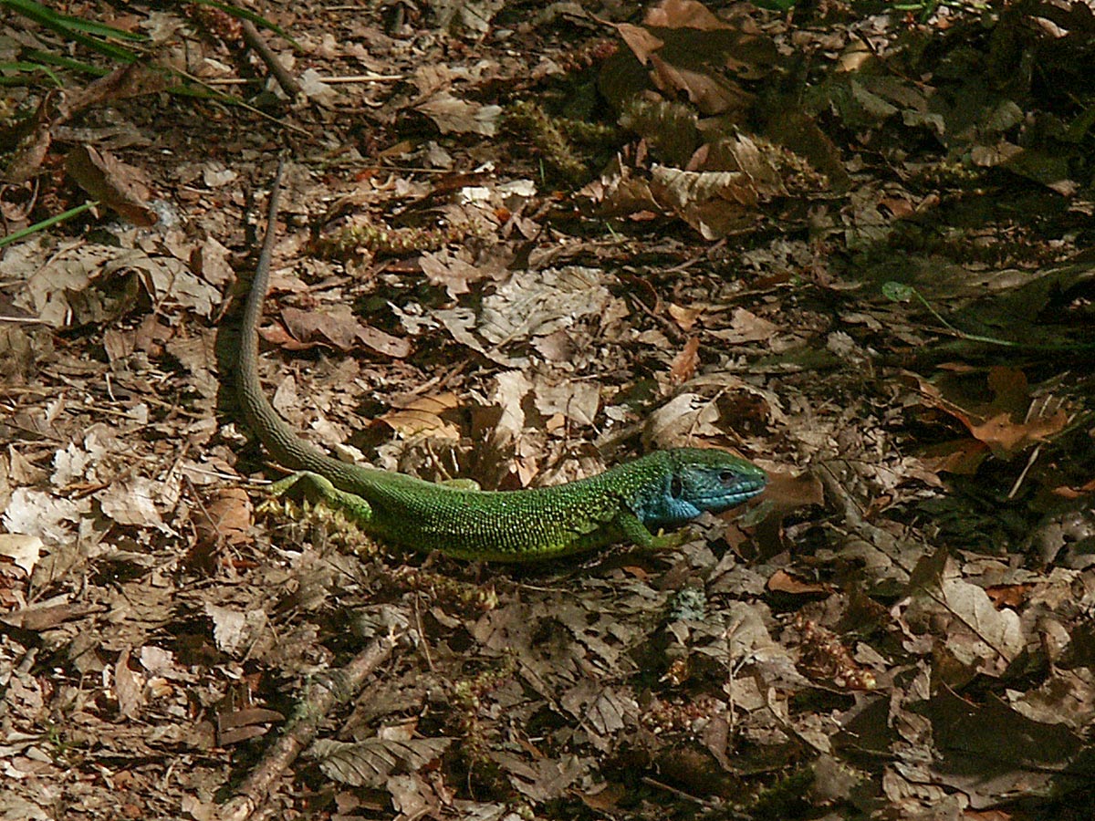 Lacerta viridis