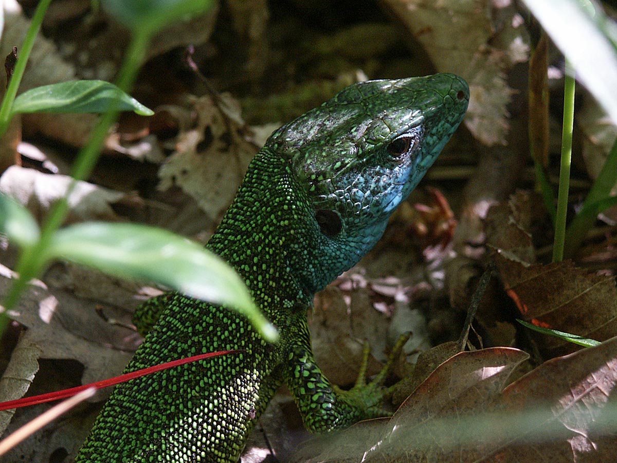 Lacerta viridis
