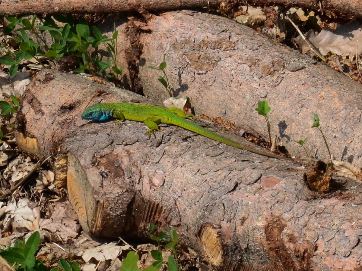 Lacerta viridis