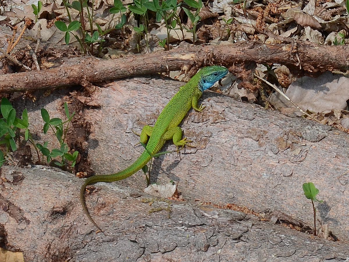 Lacerta viridis