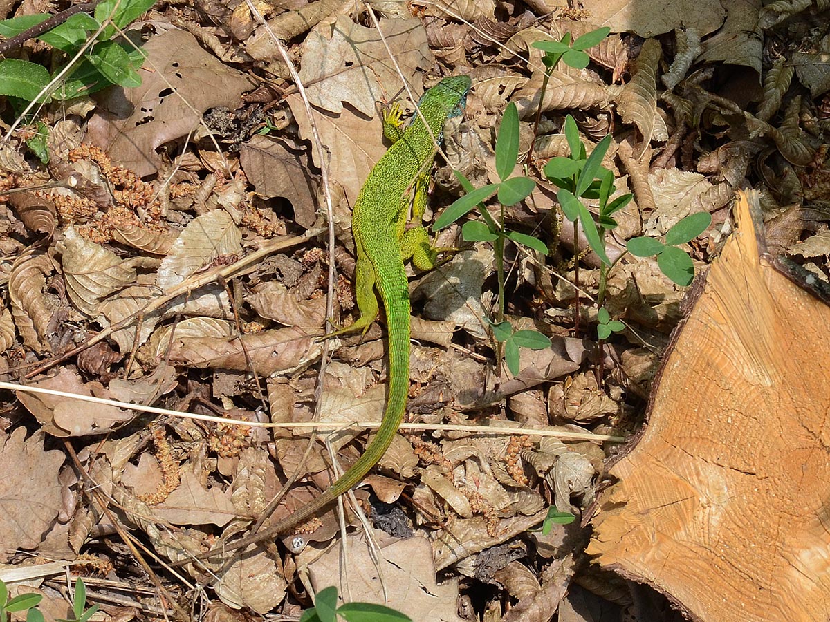 Lacerta viridis