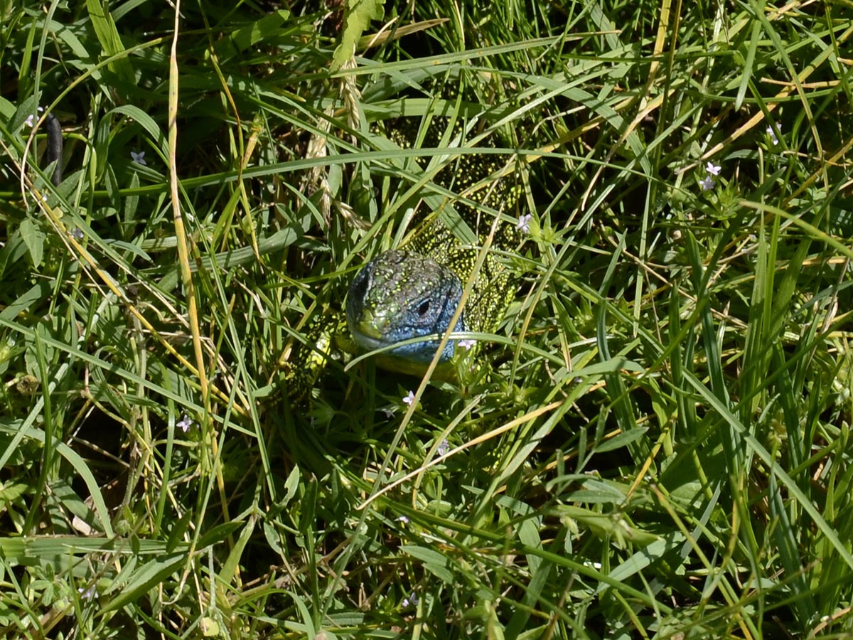 Lacerta viridis