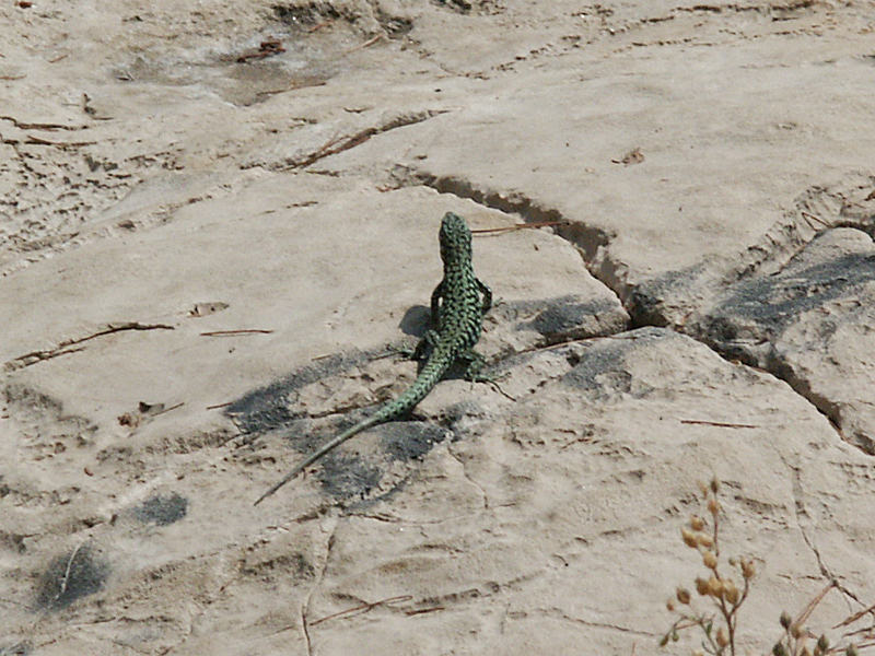  Podarcis muralis maculiventris