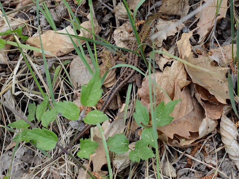 Podarcis muralis