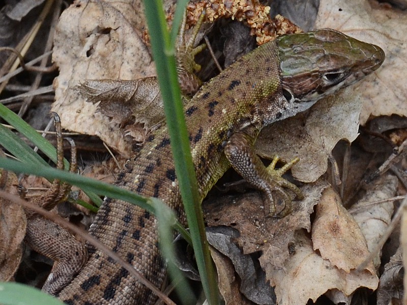 Podarcis muralis