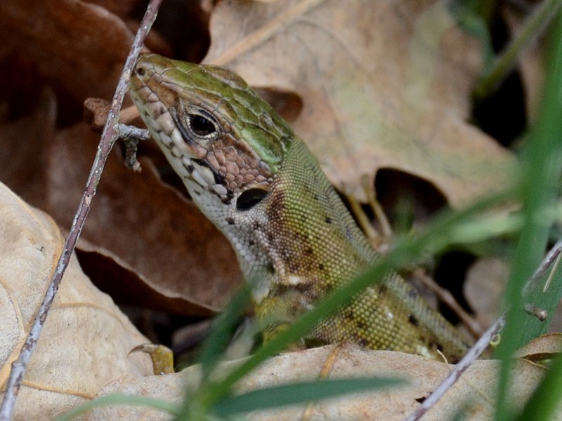 Podarcis muralis