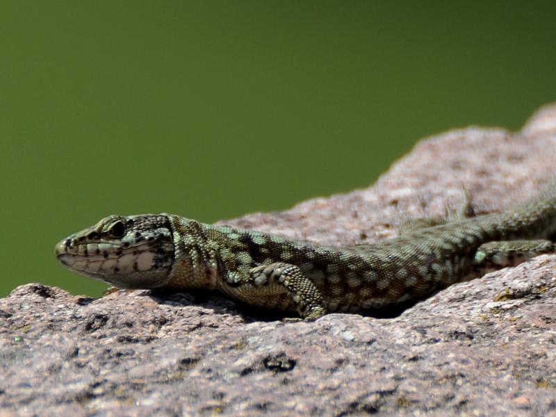 Podarcis muralis