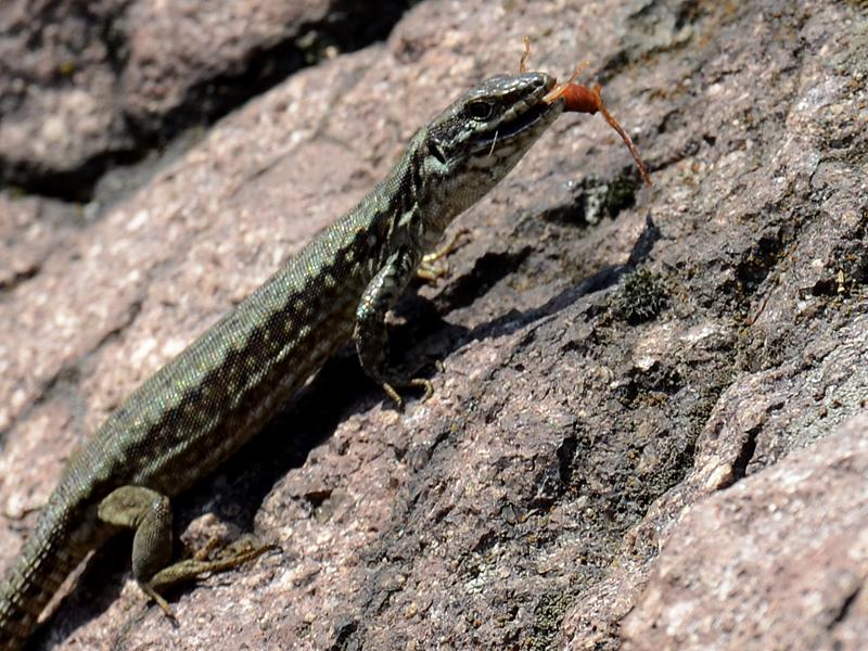 Podarcis muralis