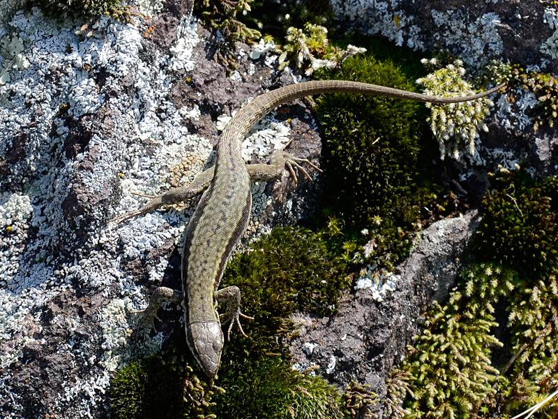 Podarcis muralis