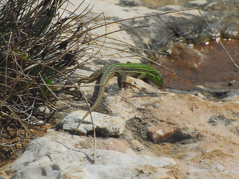 Podarcis siculus