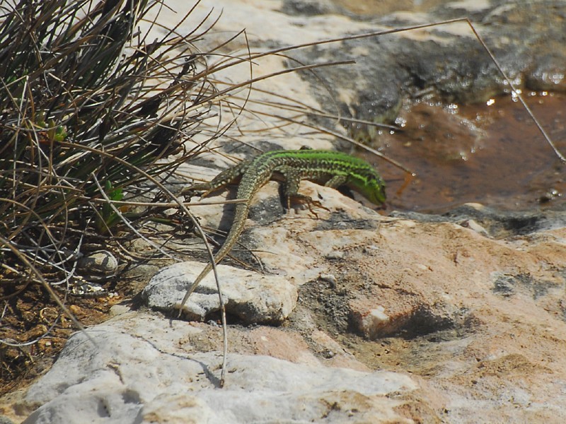 Podarcis siculus