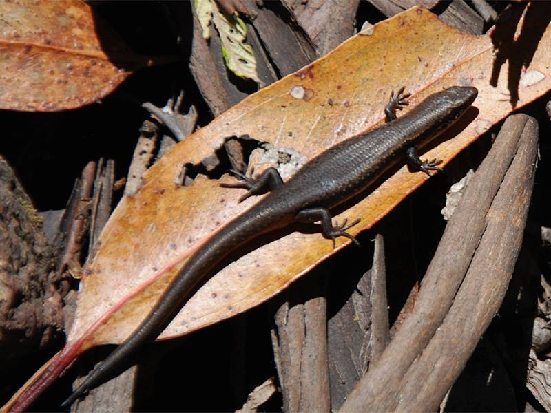 Lampropholis delicata