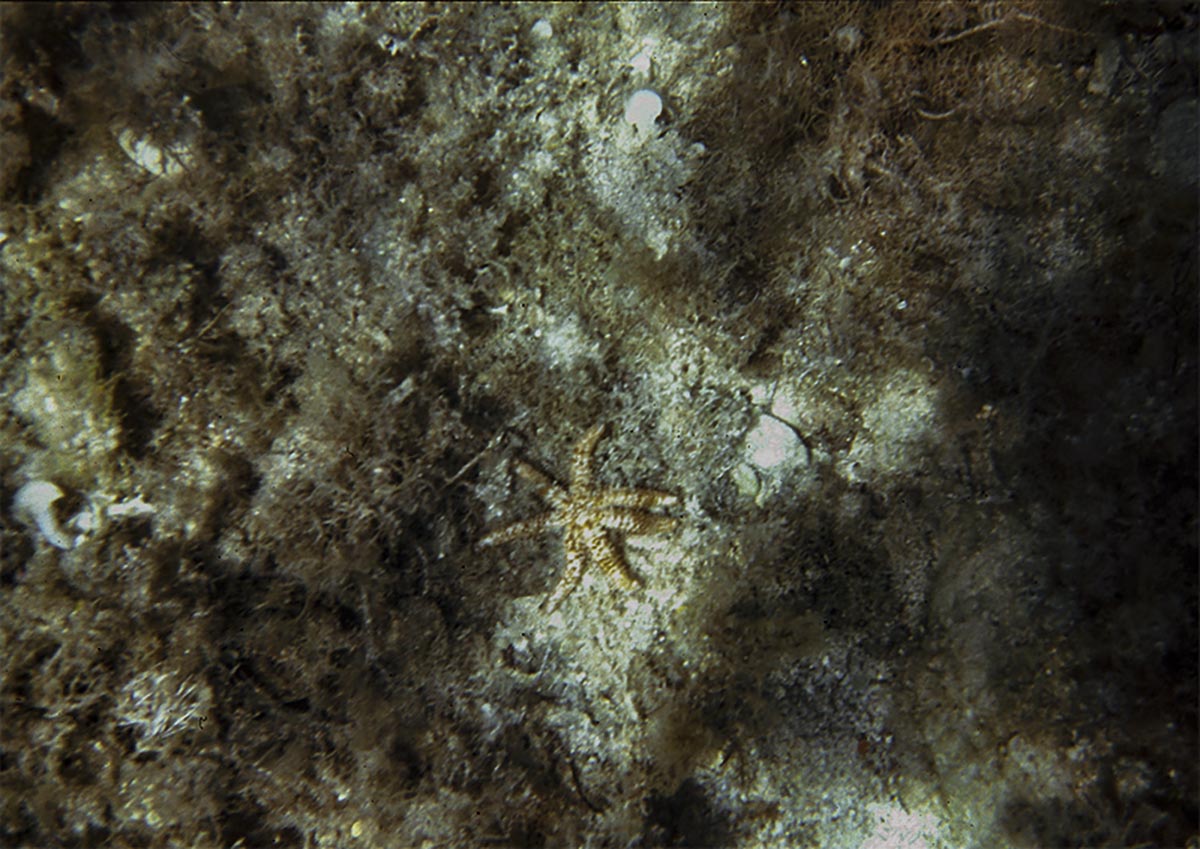 Coscinasterias