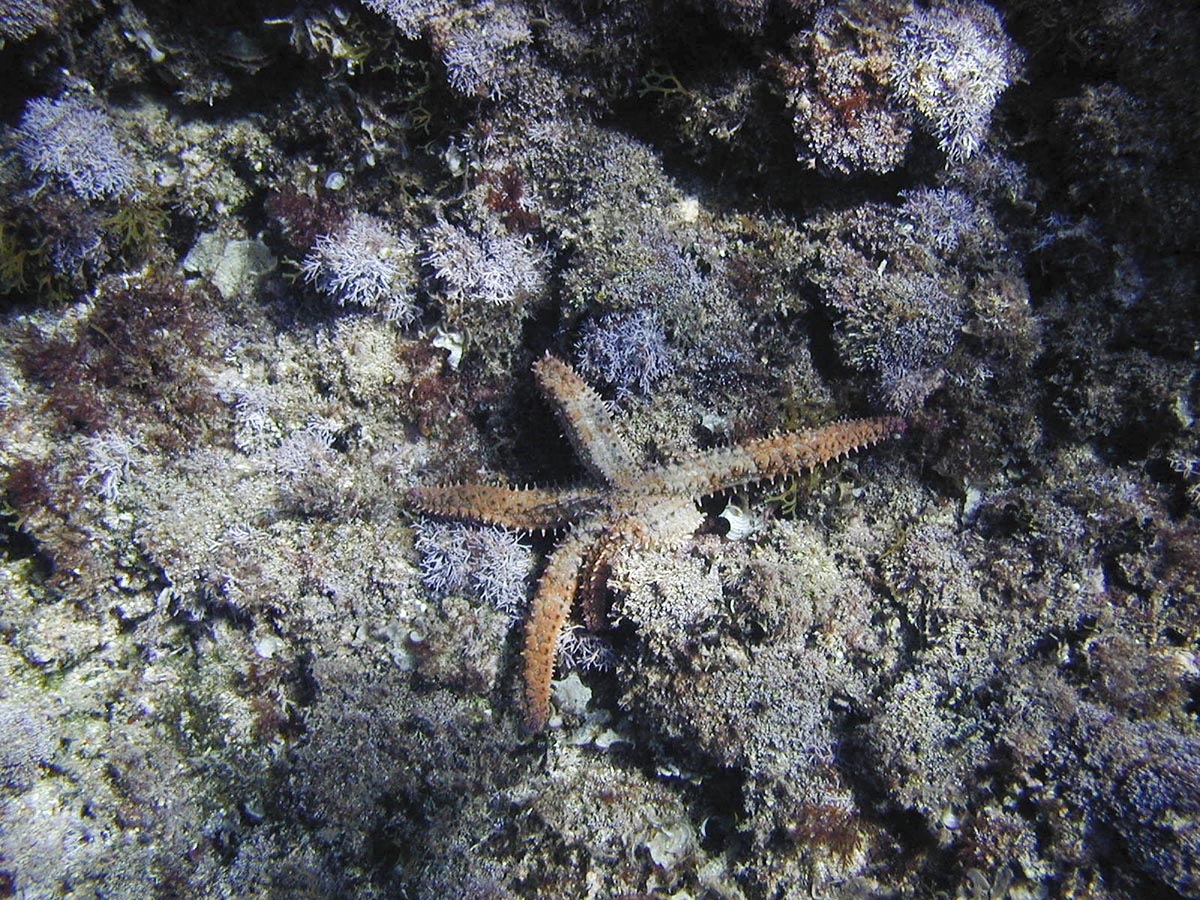 Marthasterias glacialis