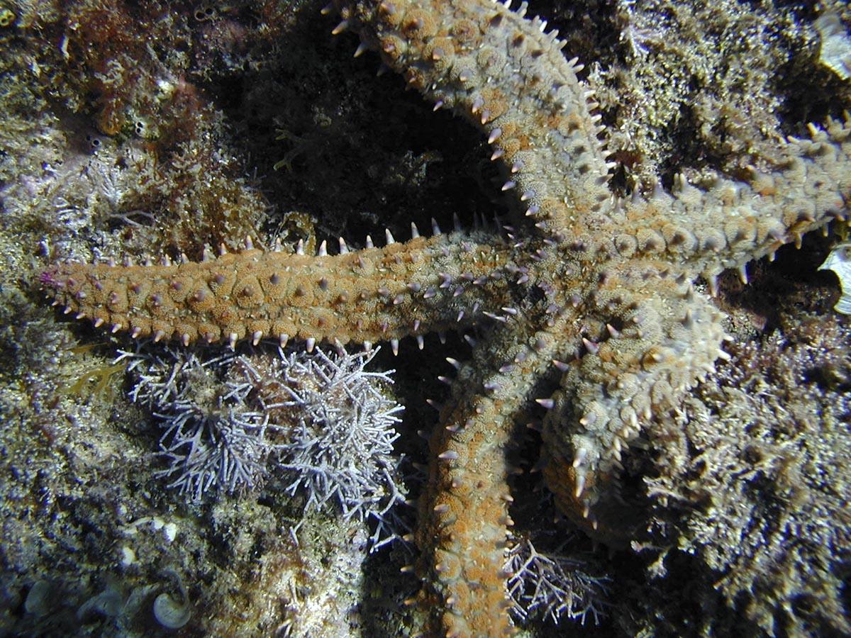 Marthasterias glacialis