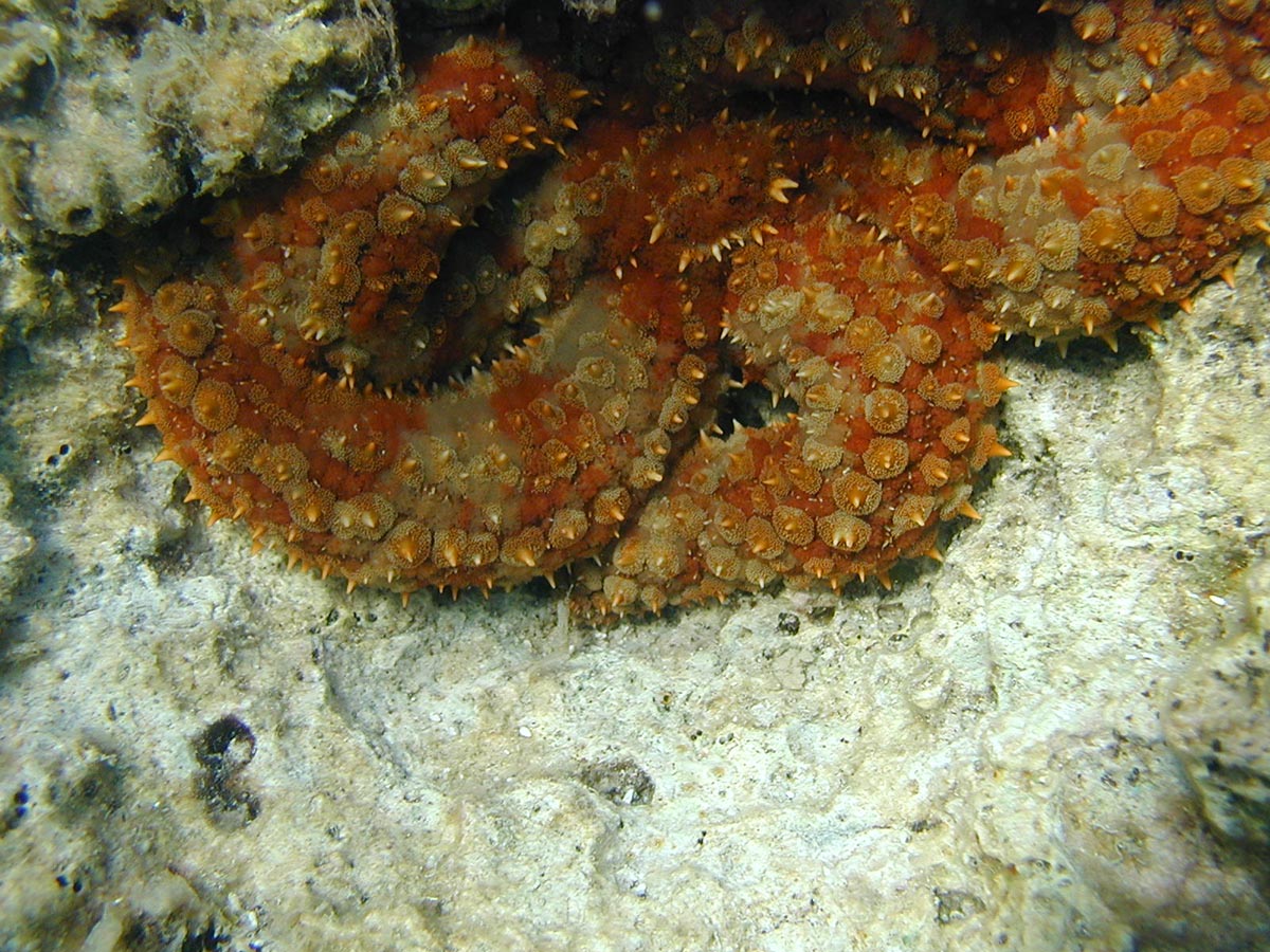 Marthasterias glacialis