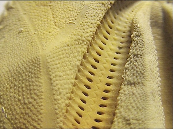 Schizaster canaliferus