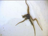 Ophiothricidae