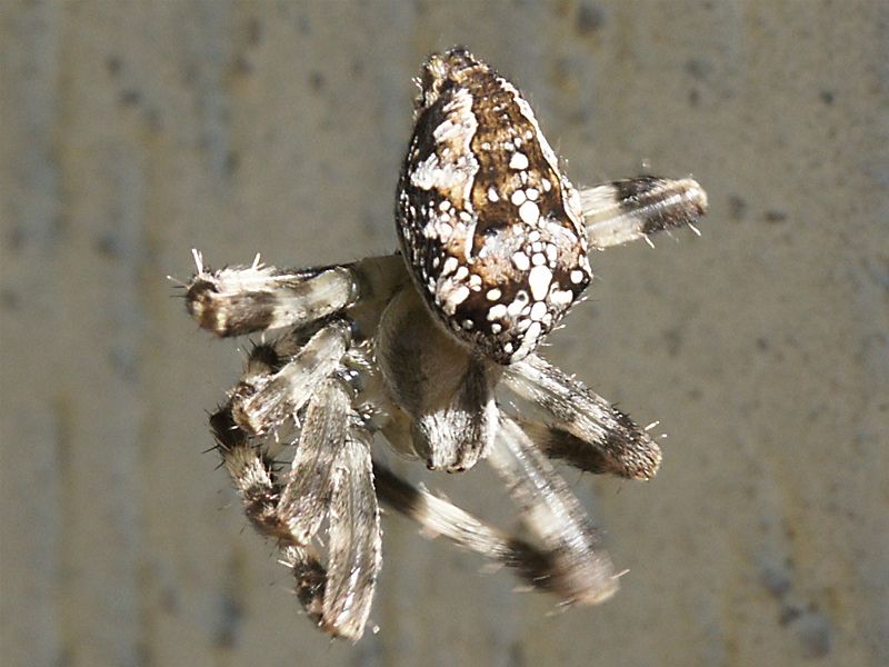 Araneus diadematus