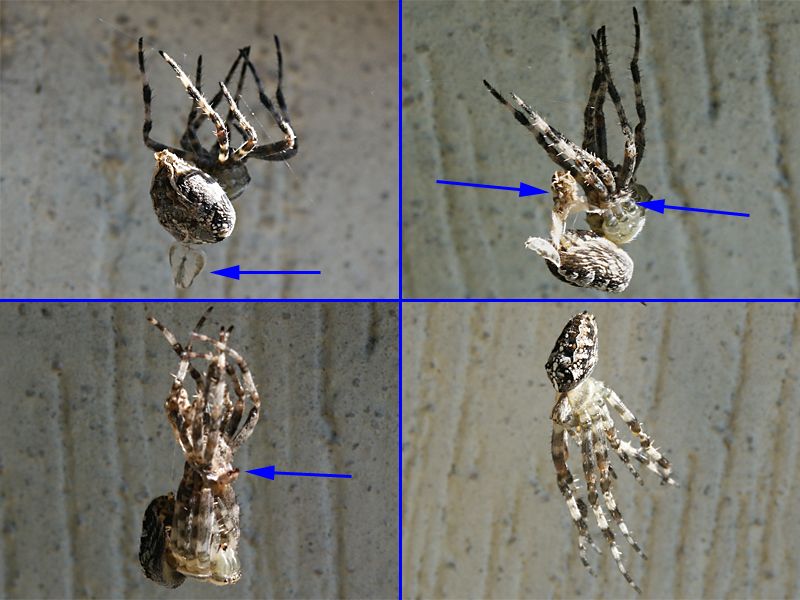 Araneus diadematus