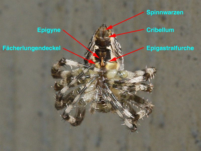 Araneus diadematus