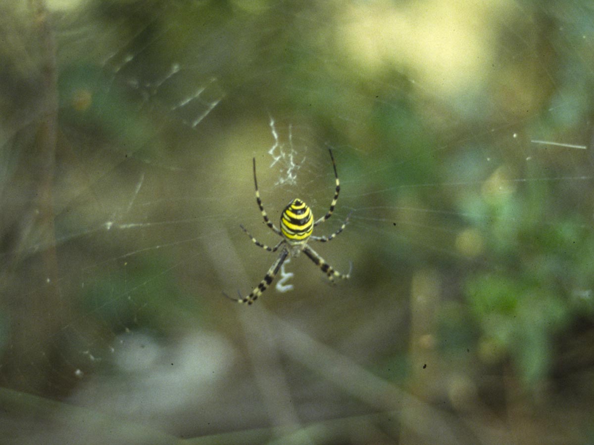 Argiope bruennichi