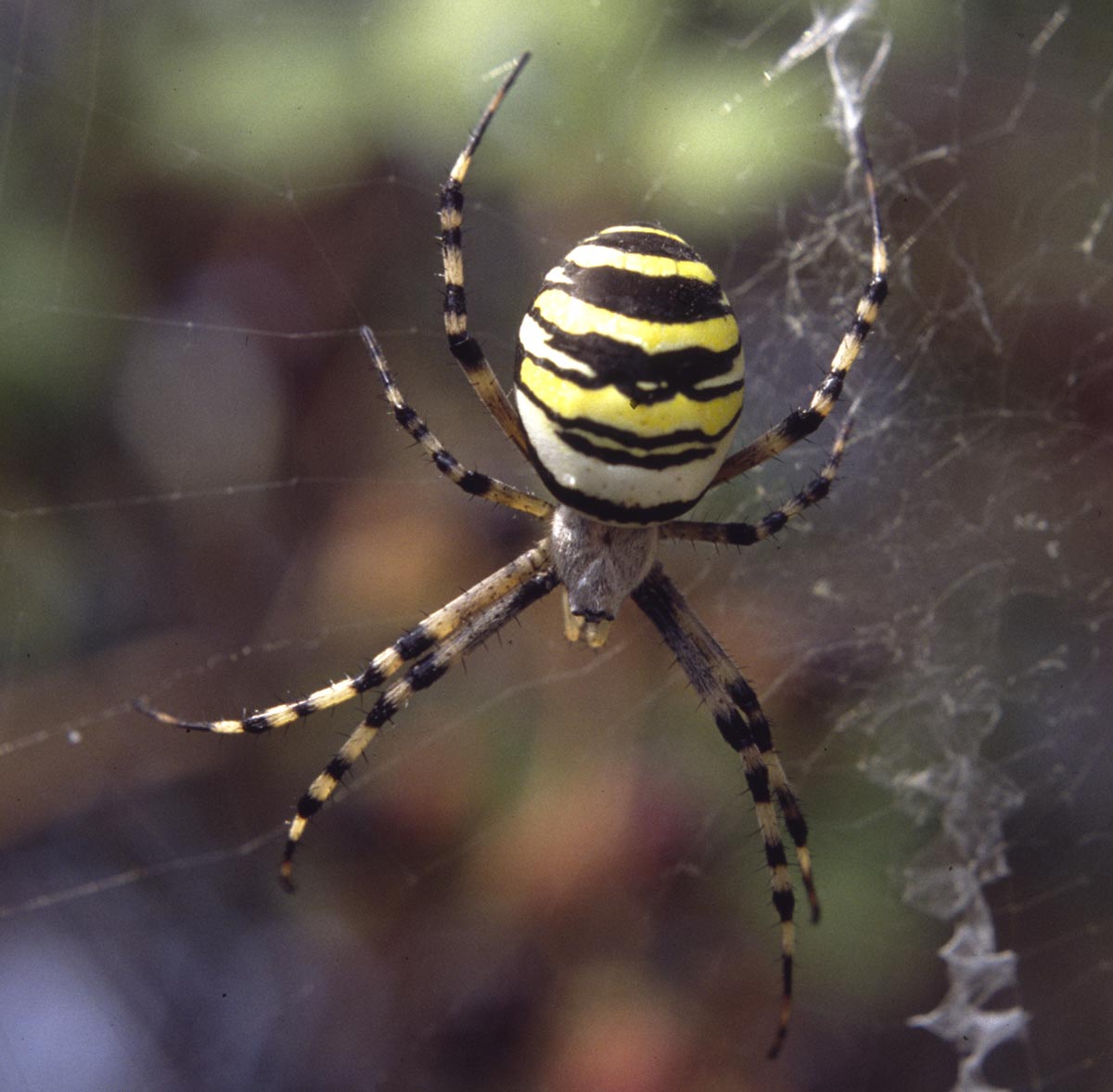 Argiope bruennichi