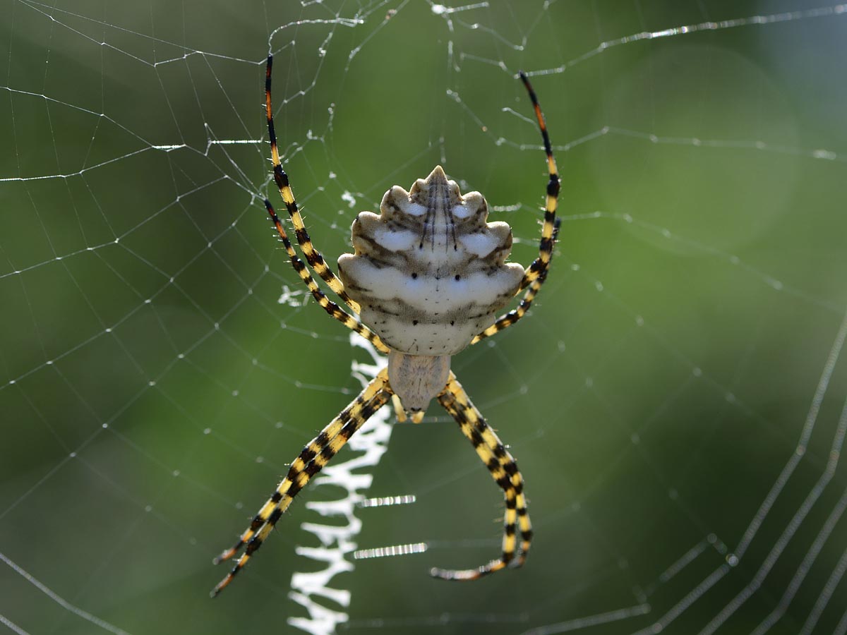 Argiope lobata