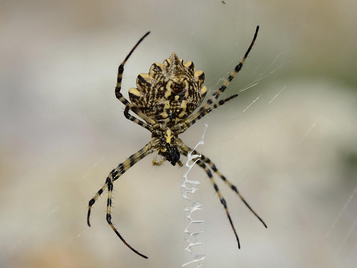 Argiope lobata