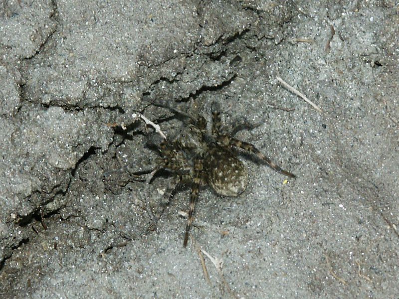  Arctosa maculata