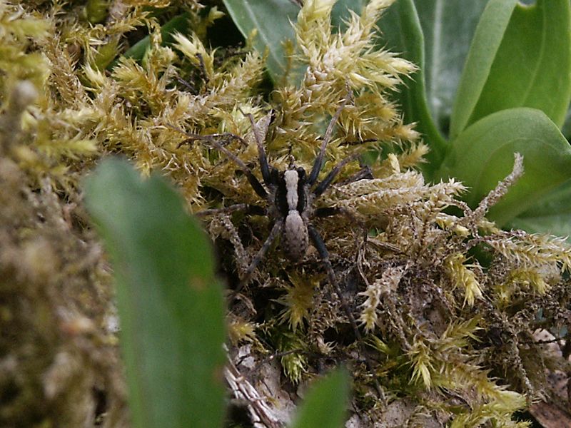  Pardosa saltans