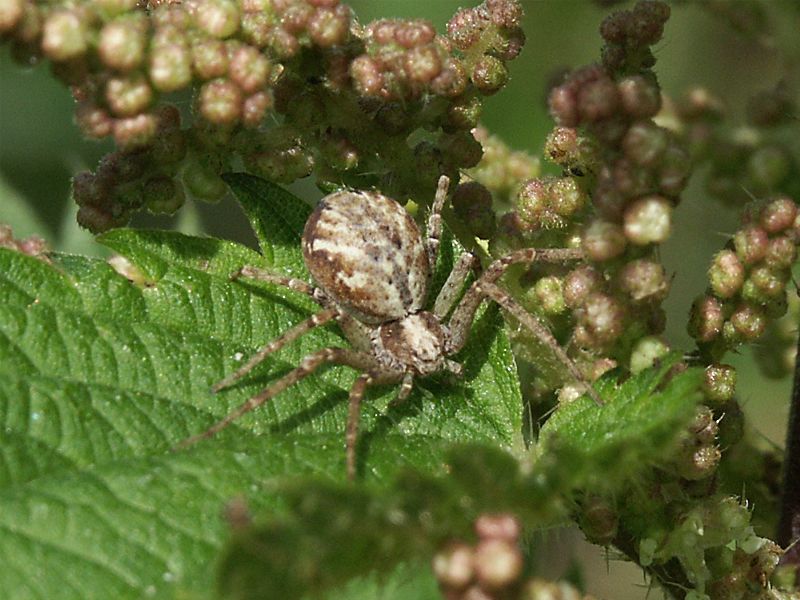  Philodromus cespitum